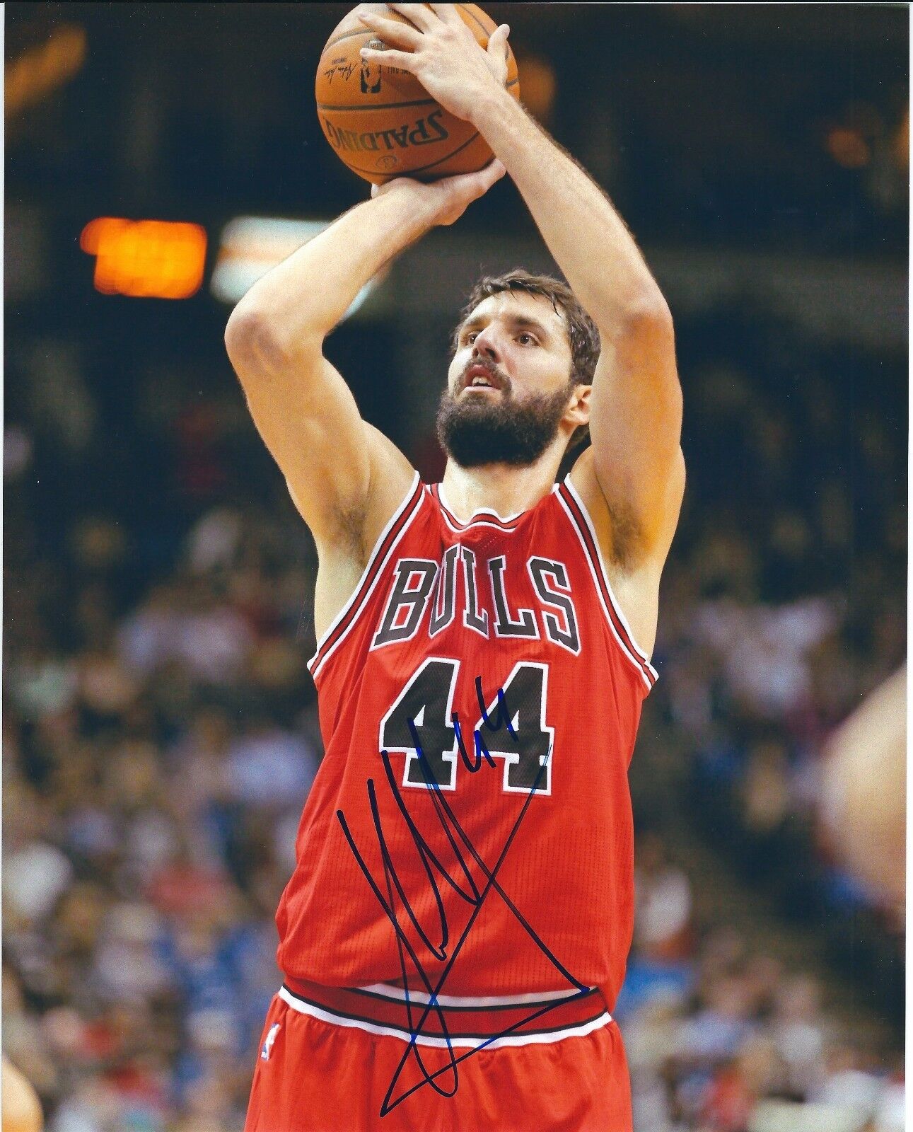 Signed 8x10 NIKOLA MIROTIC Chicago Bulls - Photo Poster painting - COA