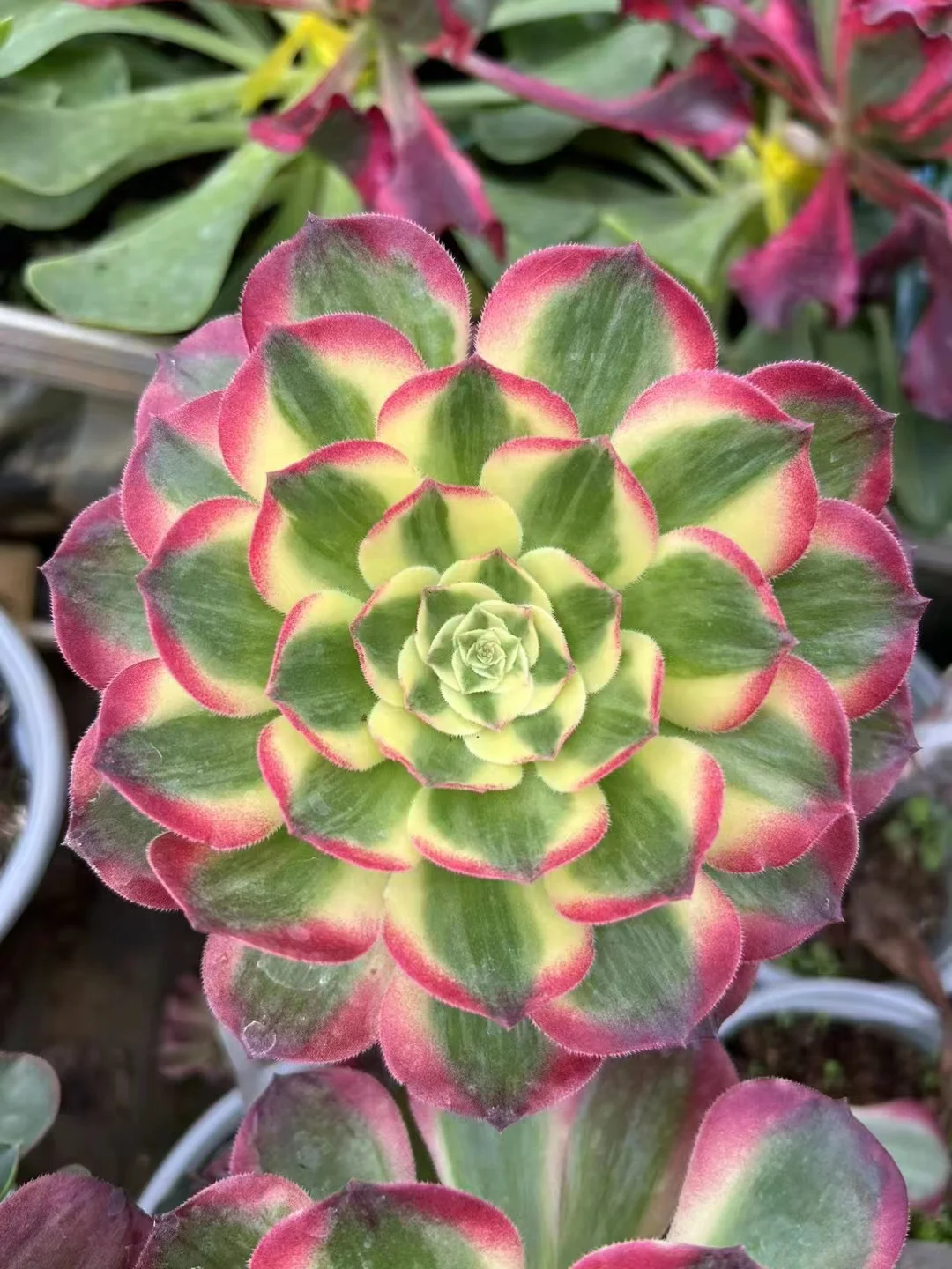 plant Aeonium Echeveria Haworthia  Caudex  Lithops Cactus  Agave 