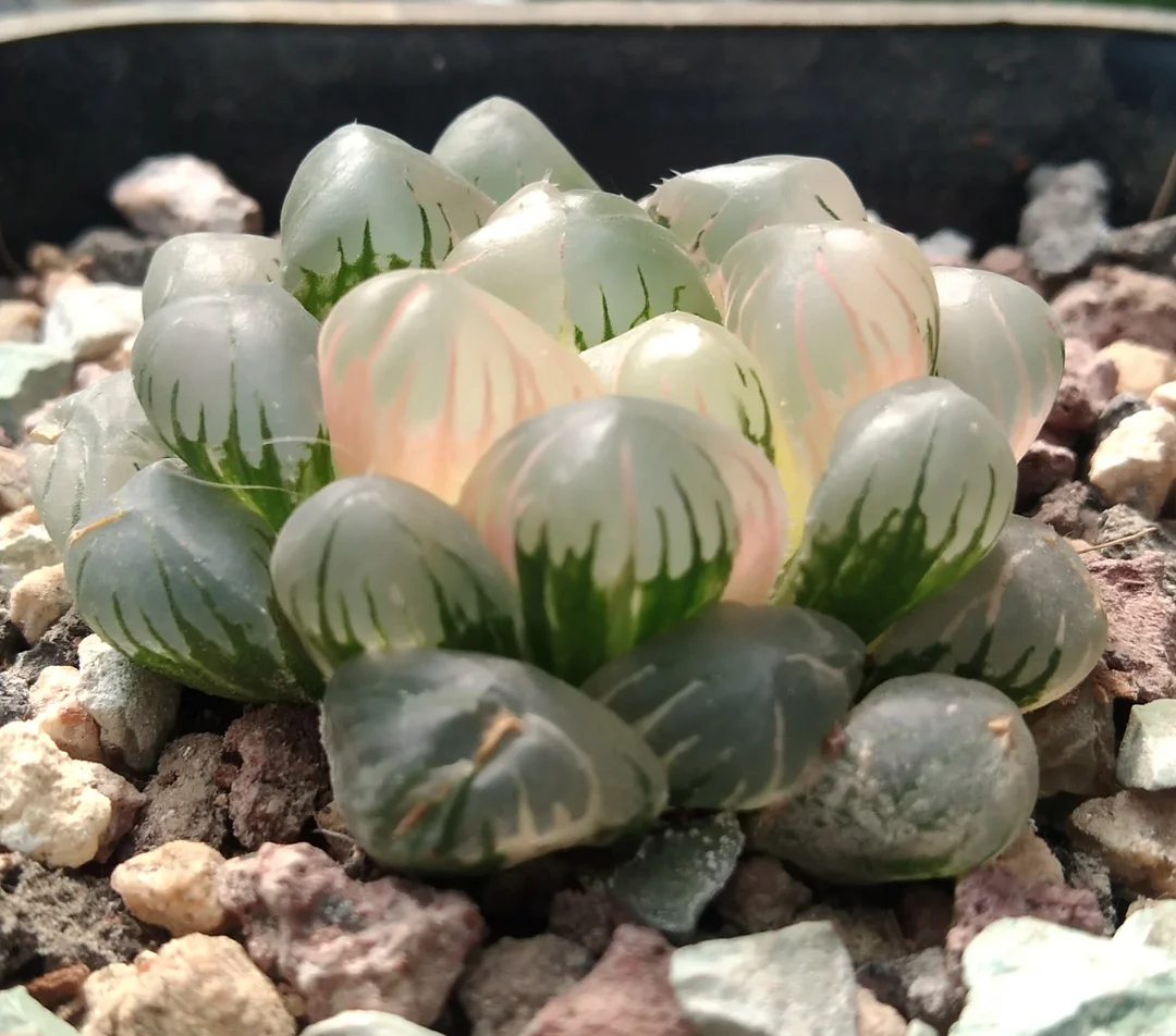 onestock.Haworthia cooperi pilifer variegated  /  Haworthia/ Succulent plants / Garden landscape / Carefully select healthy plants