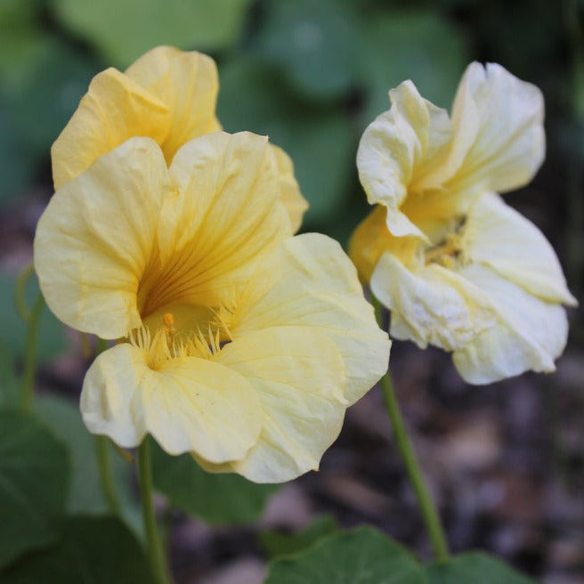 Nasturtium Gleam Moon Flower | X 15 Seeds