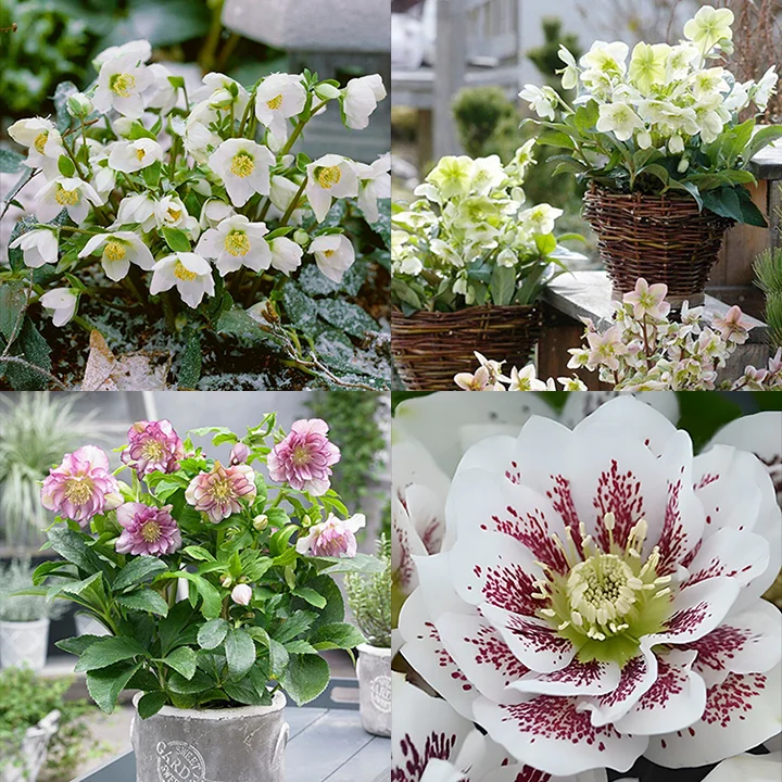 Honeymoon Hellebore, Christmas Rose