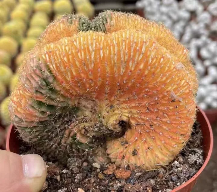 plant Aeonium Echeveria Haworthia  Caudex  Lithops Cactus  Agave 