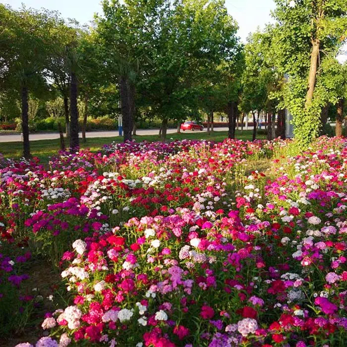 Double-Flowered Mixed Carnation Seeds