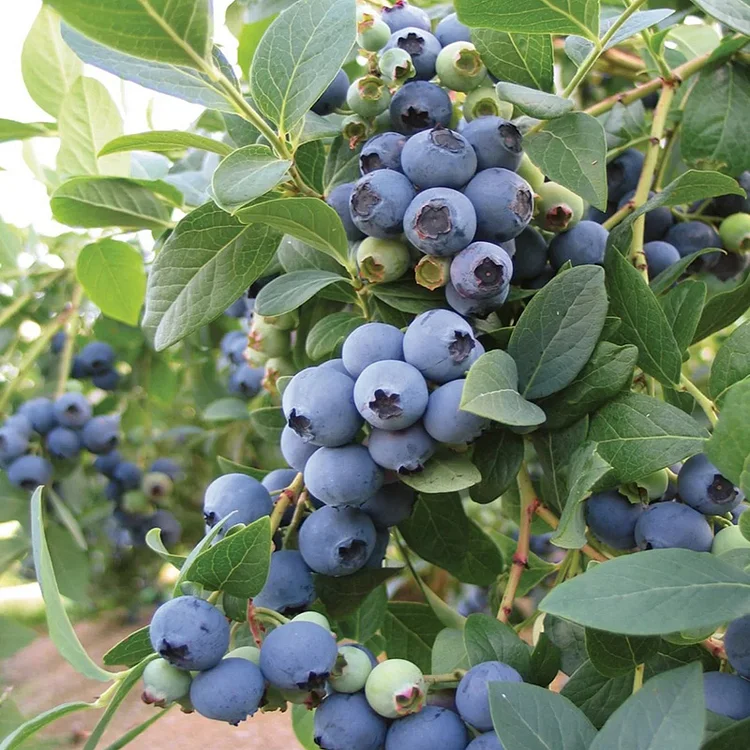 Bonsai Blueberry🫐Fruit Seeds