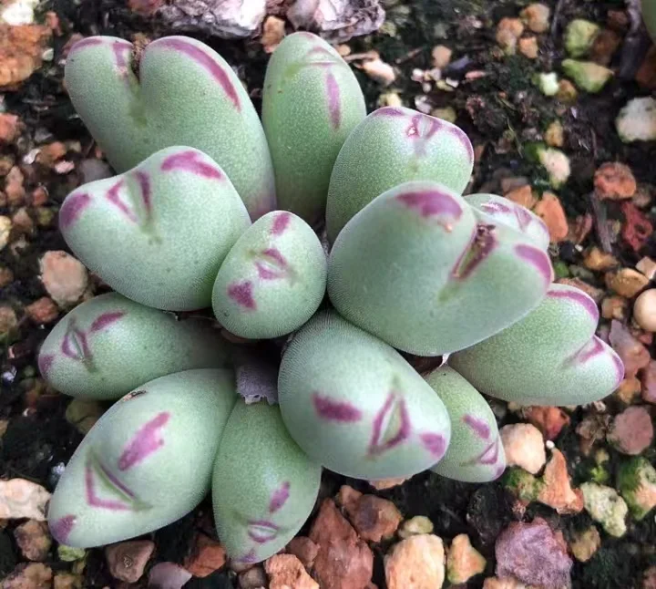 plant Aeonium Echeveria Haworthia  Caudex  Lithops Cactus  Agave 