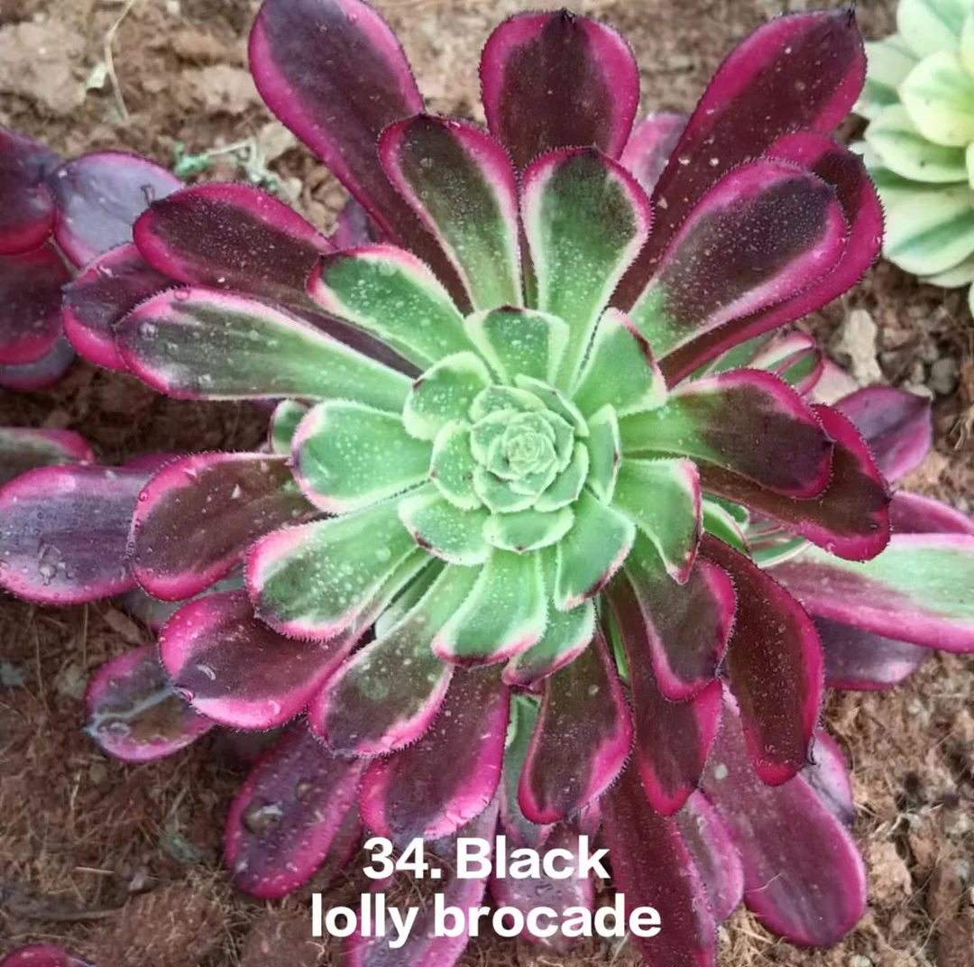 200. Black lolly brocade cutting 8cm/ Aeonium cutting/  / Garden landscape / Carefully select healthy plants