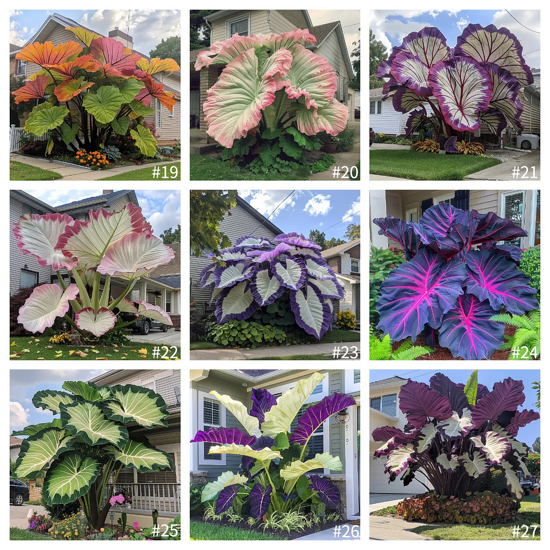 🎉Bulb🌿Rare giant flower caladium