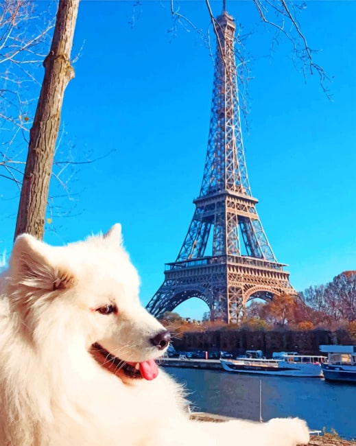 

White Dog In Paris – Paint By Numbers - 40*50CM, 501 Original