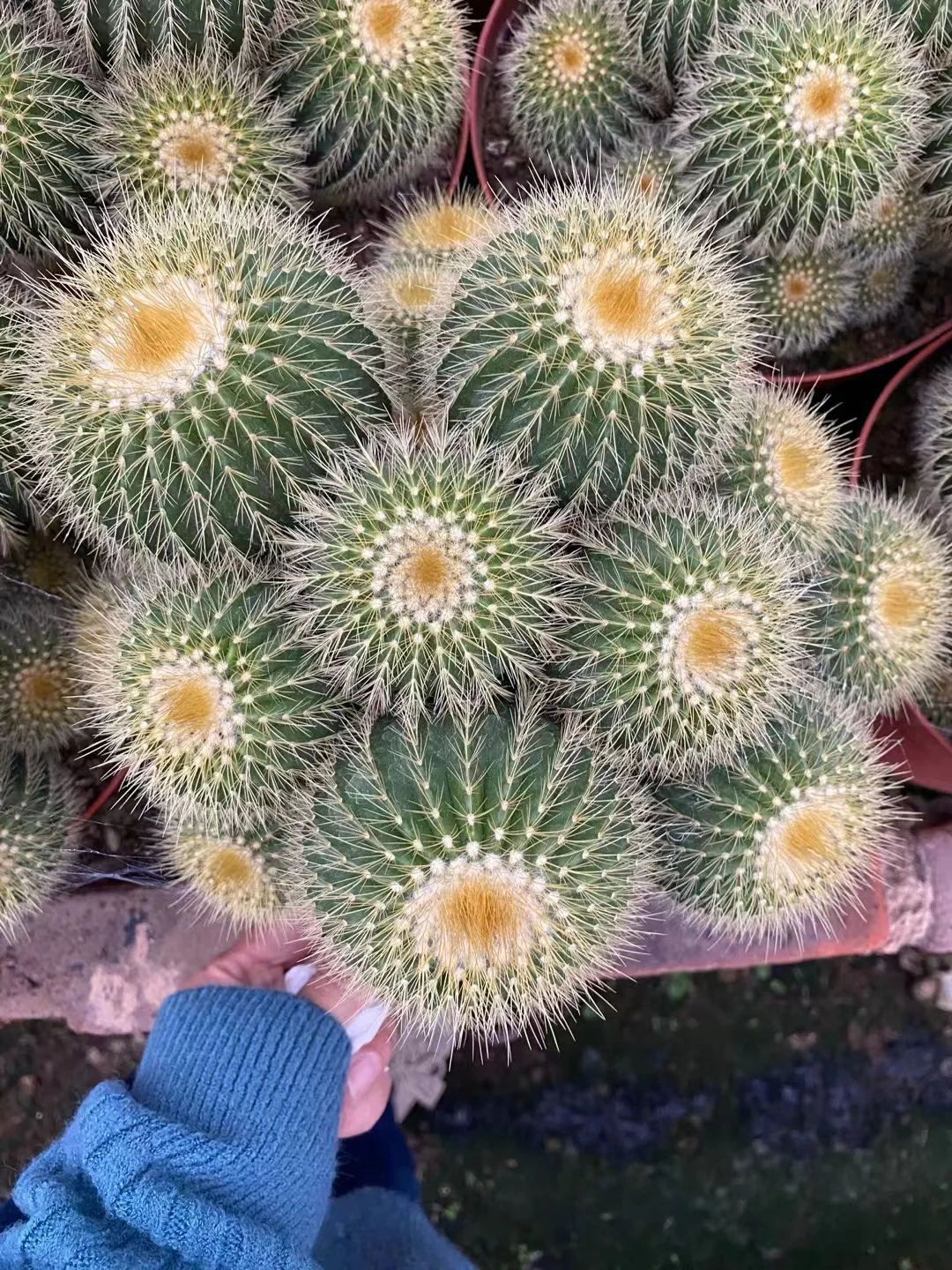 plant Aeonium Echeveria Haworthia  Caudex  Lithops Cactus  Agave 