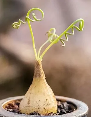 plant Aeonium Echeveria Haworthia  Caudex  Lithops Cactus  Agave 