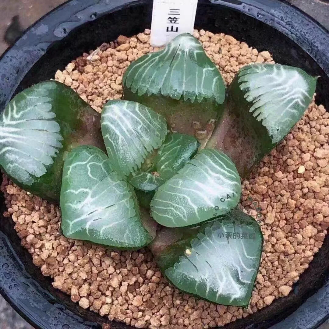 982.Mikasa Mountain JP bayeriJ.D.Venter & S.A.Hammer 5cm/ Haworthia / Succulent plants / Garden landscape / Carefully select healthy plants