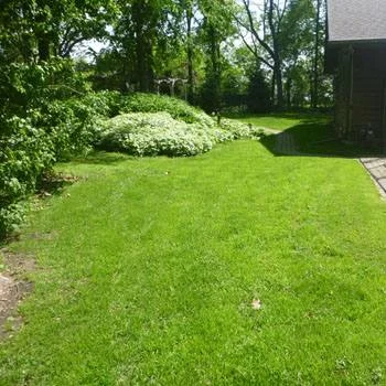 Poa Supina Shade Grass Blend