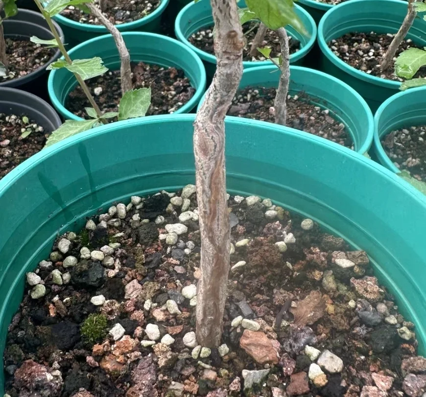 plant Aeonium Echeveria Haworthia  Caudex  Lithops Cactus  Agave 