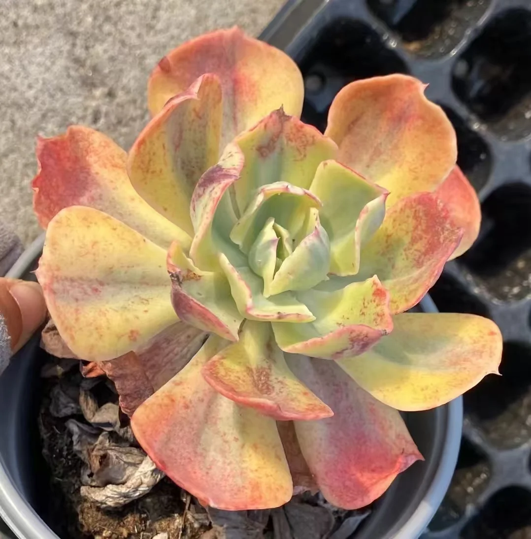 plant Aeonium Echeveria Haworthia  Caudex  Lithops Cactus  Agave 