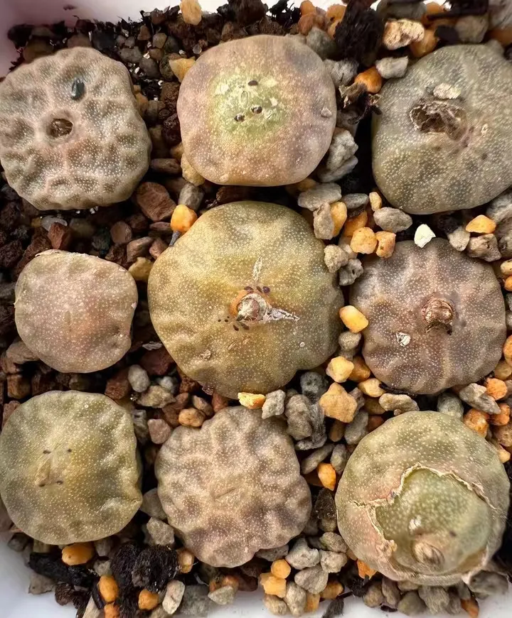 plant Aeonium Echeveria Haworthia  Caudex  Lithops Cactus  Agave 