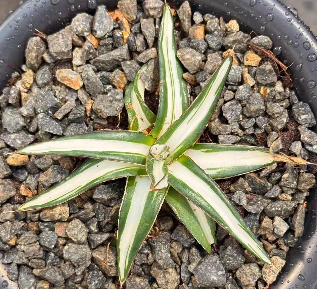 plant Aeonium Echeveria Haworthia  Caudex  Lithops Cactus  Agave 