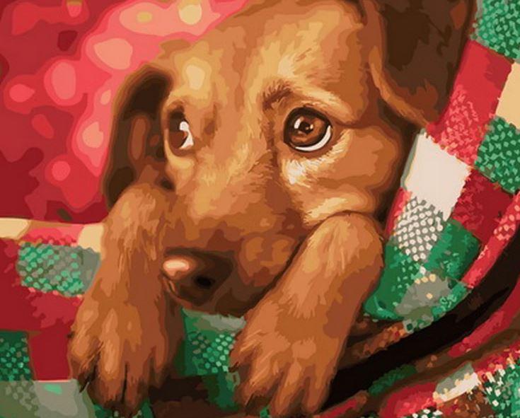 

Christmas Dog – Paint By Numbers - 40*50CM, 501 Original