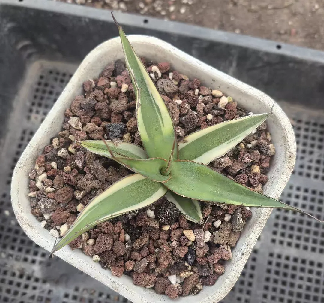 plant Aeonium Echeveria Haworthia  Caudex  Lithops Cactus  Agave 