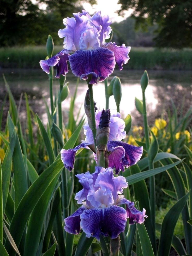 Siberian Iris Seeds - Purple Flower