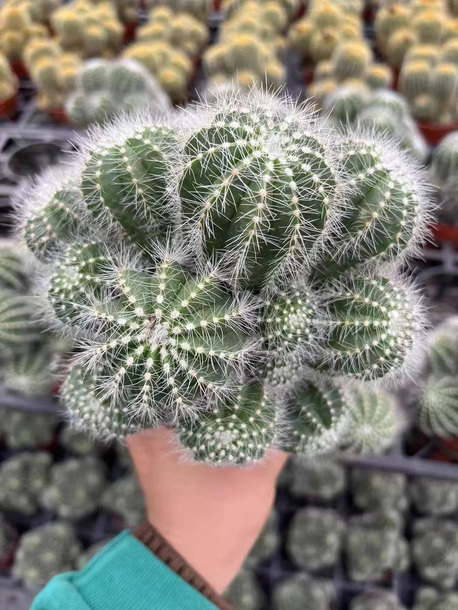 plant Aeonium Echeveria Haworthia  Caudex  Lithops Cactus  Agave 