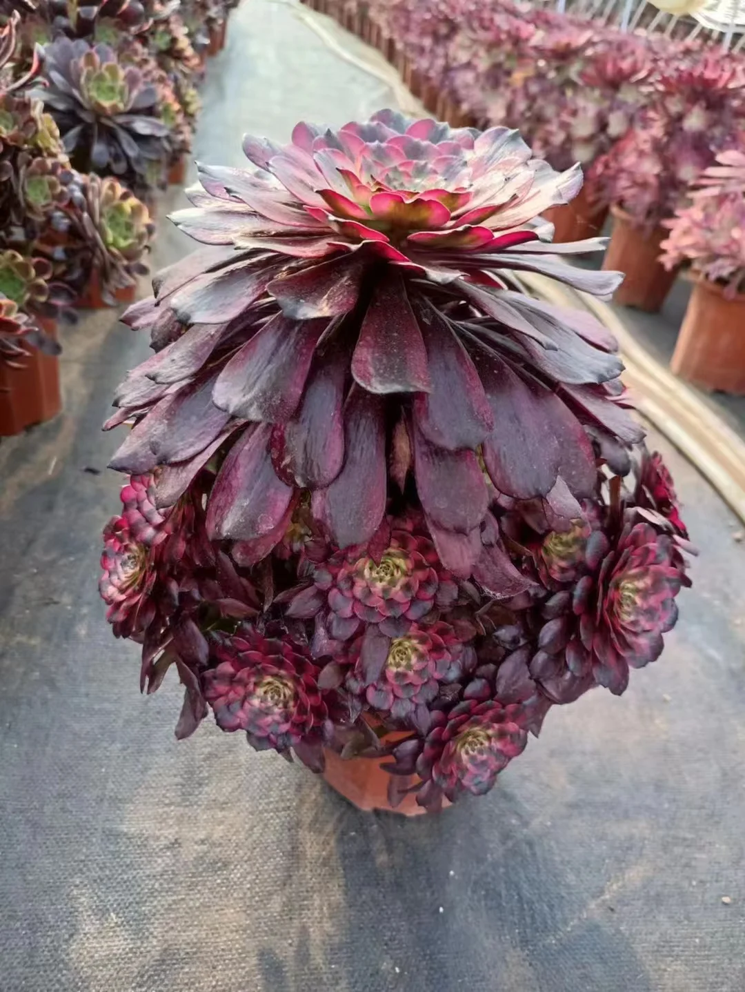 plant Aeonium Echeveria Haworthia  Caudex  Lithops Cactus  Agave 