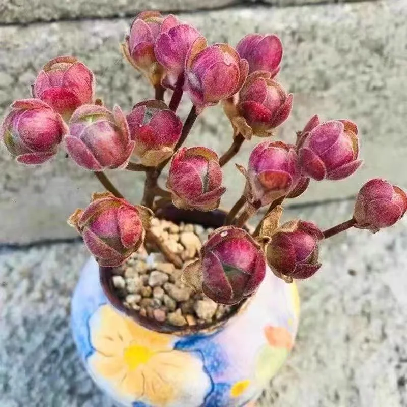 plant Aeonium Echeveria Haworthia  Caudex  Lithops Cactus  Agave 