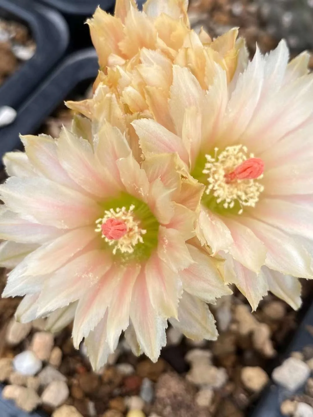 656. Neoporteria napina V mitis   has roots 3-4cm /Cactus plants /Succulent plants/ Garden landscape / Carefully select healthy plants