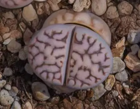 plant Aeonium Echeveria Haworthia  Caudex  Lithops Cactus  Agave 