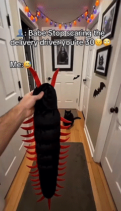Halloween centipede cat costume in motion