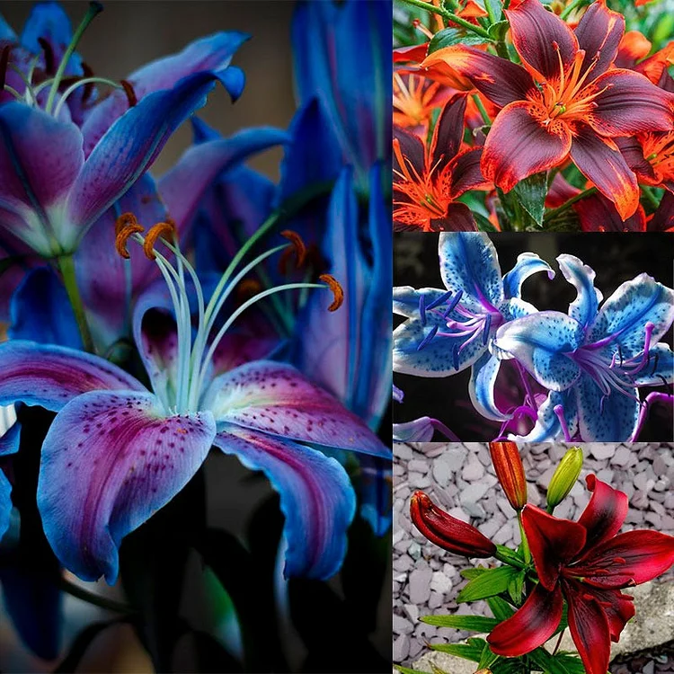 CYS 100Pcs/Pack Blue Lily Flower Seeds Pleasant Fragrance Garden
