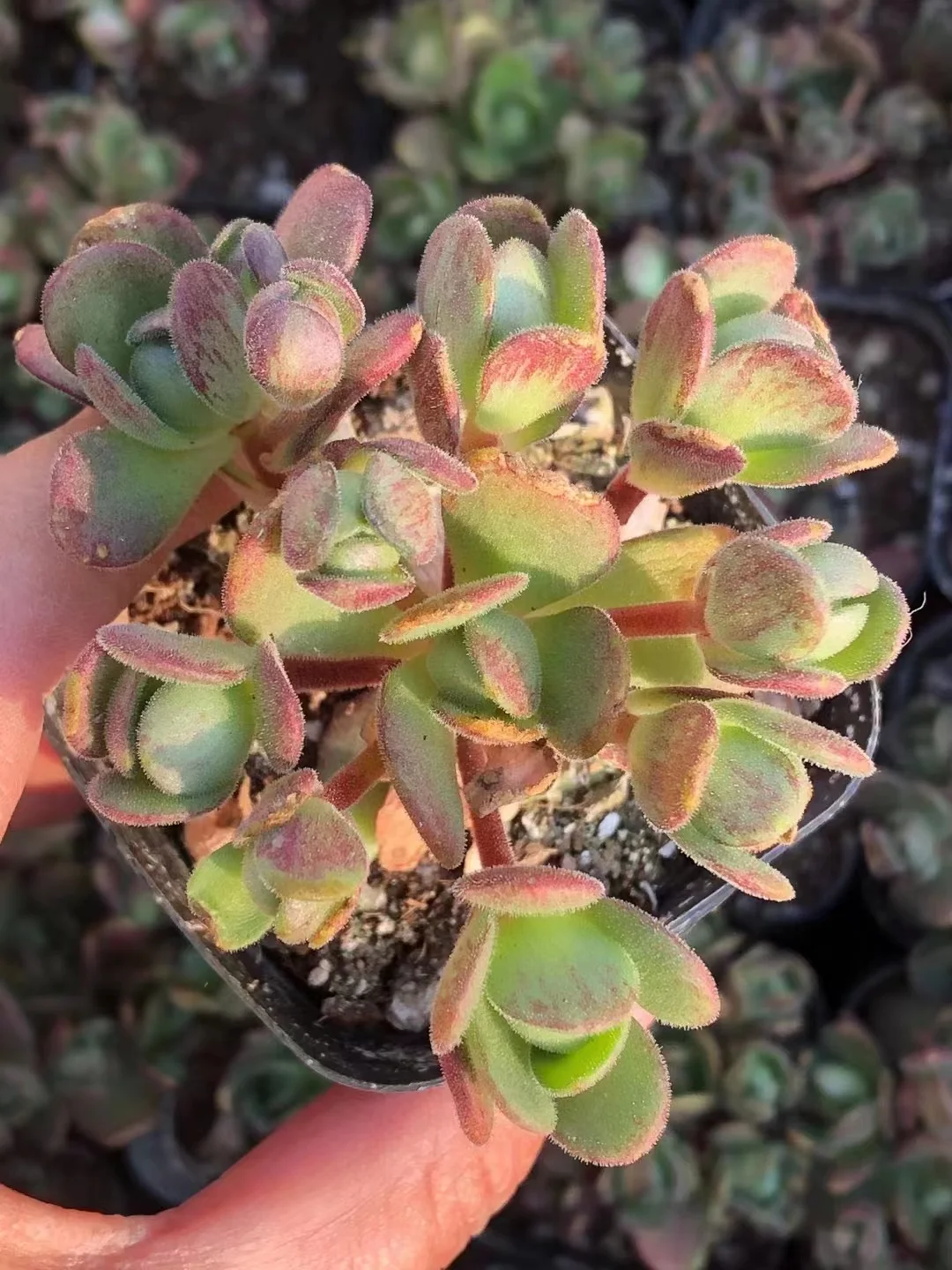 plant Aeonium Echeveria Haworthia  Caudex  Lithops Cactus  Agave 