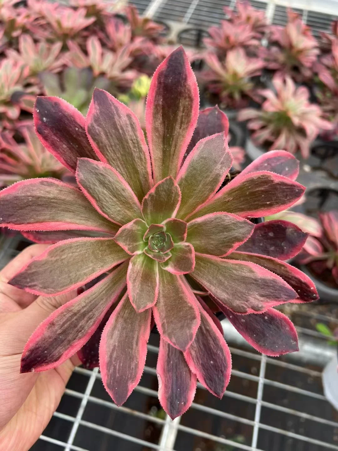 plant Aeonium Echeveria Haworthia  Caudex  Lithops Cactus  Agave 