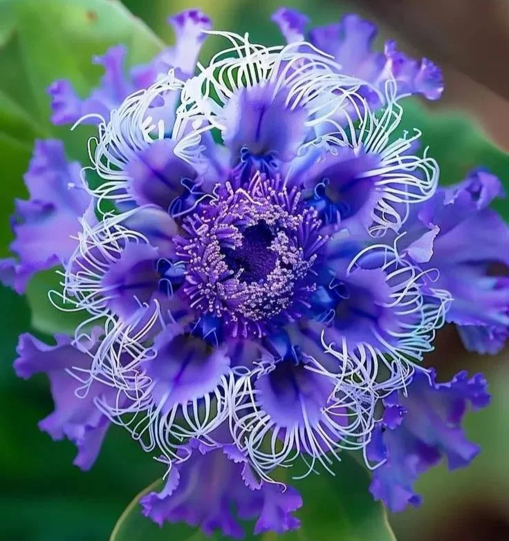 🌺 BEAUTIFUL PASSIONFLOWER SEEDS 🌿