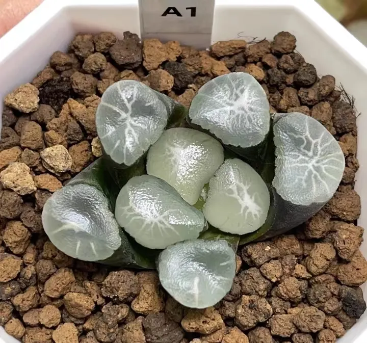 plant Aeonium Echeveria Haworthia  Caudex  Lithops Cactus  Agave 
