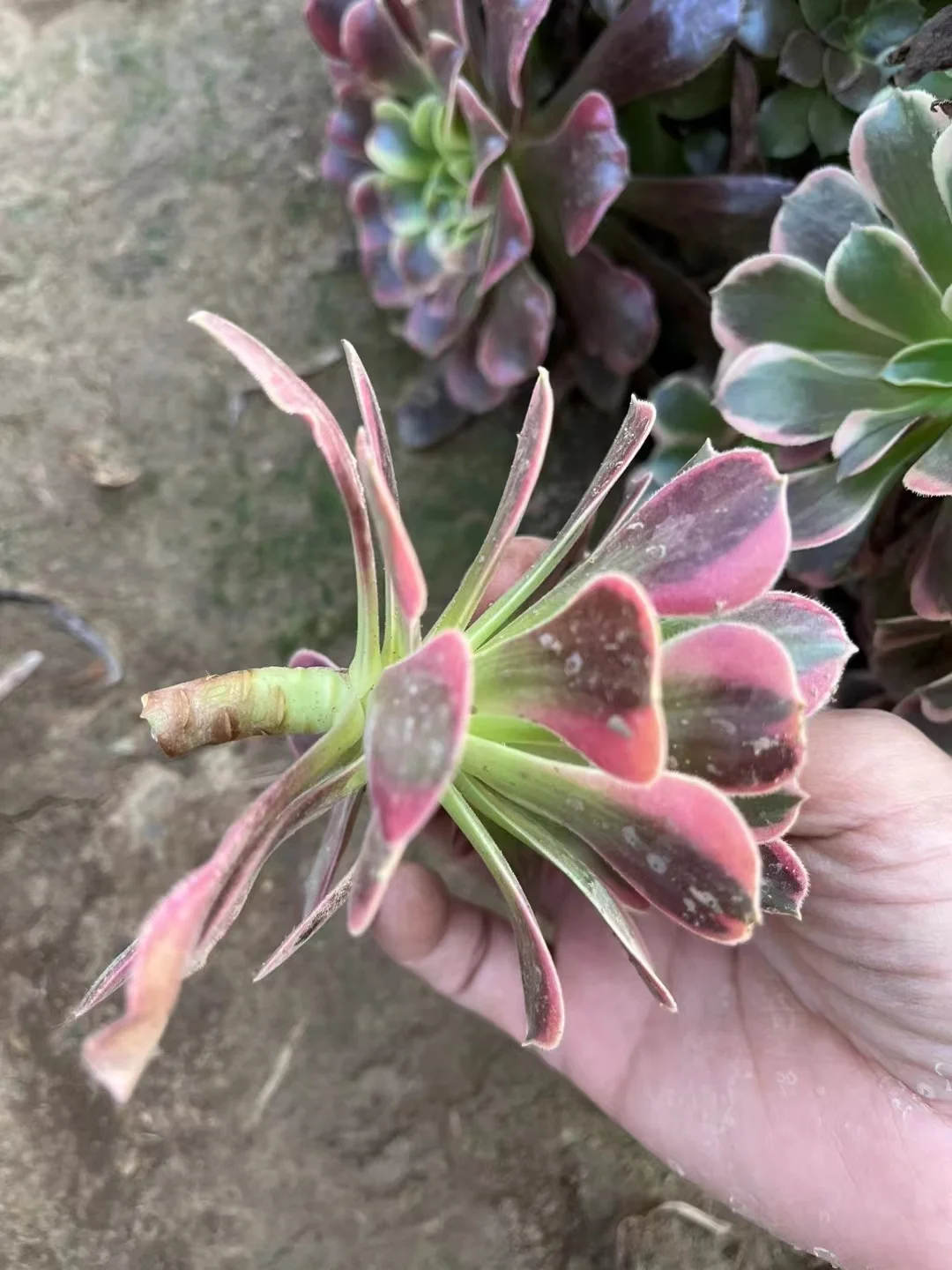 plant Aeonium Echeveria Haworthia  Caudex  Lithops Cactus  Agave 