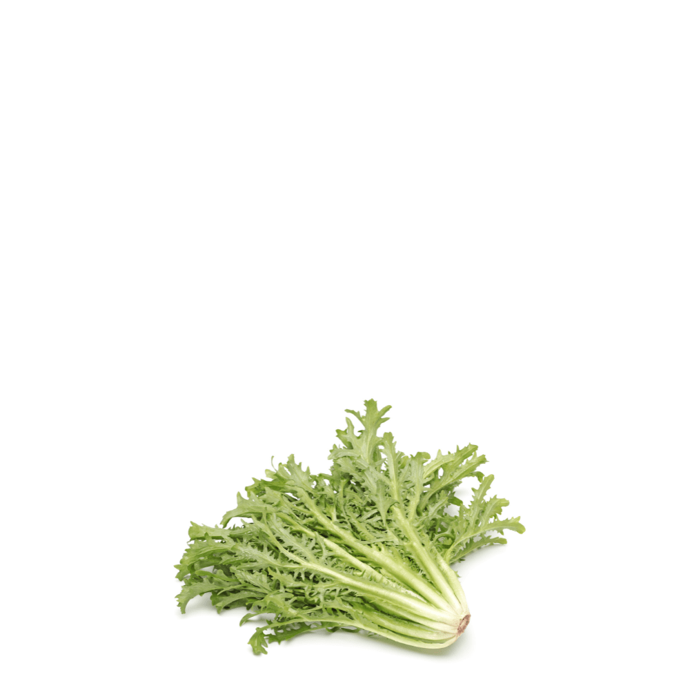 Chicory Endive Arugula Seeds - Barbe de Capucin