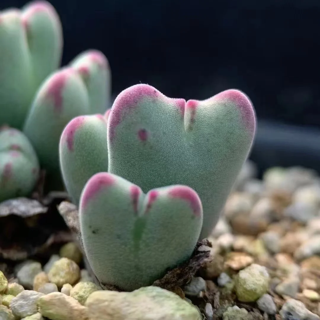 870. Shavenlia cluster 15-20 heads/ Lithops and Conophytum  /  Succulent plants / Garden landscape / Carefully select healthy plants