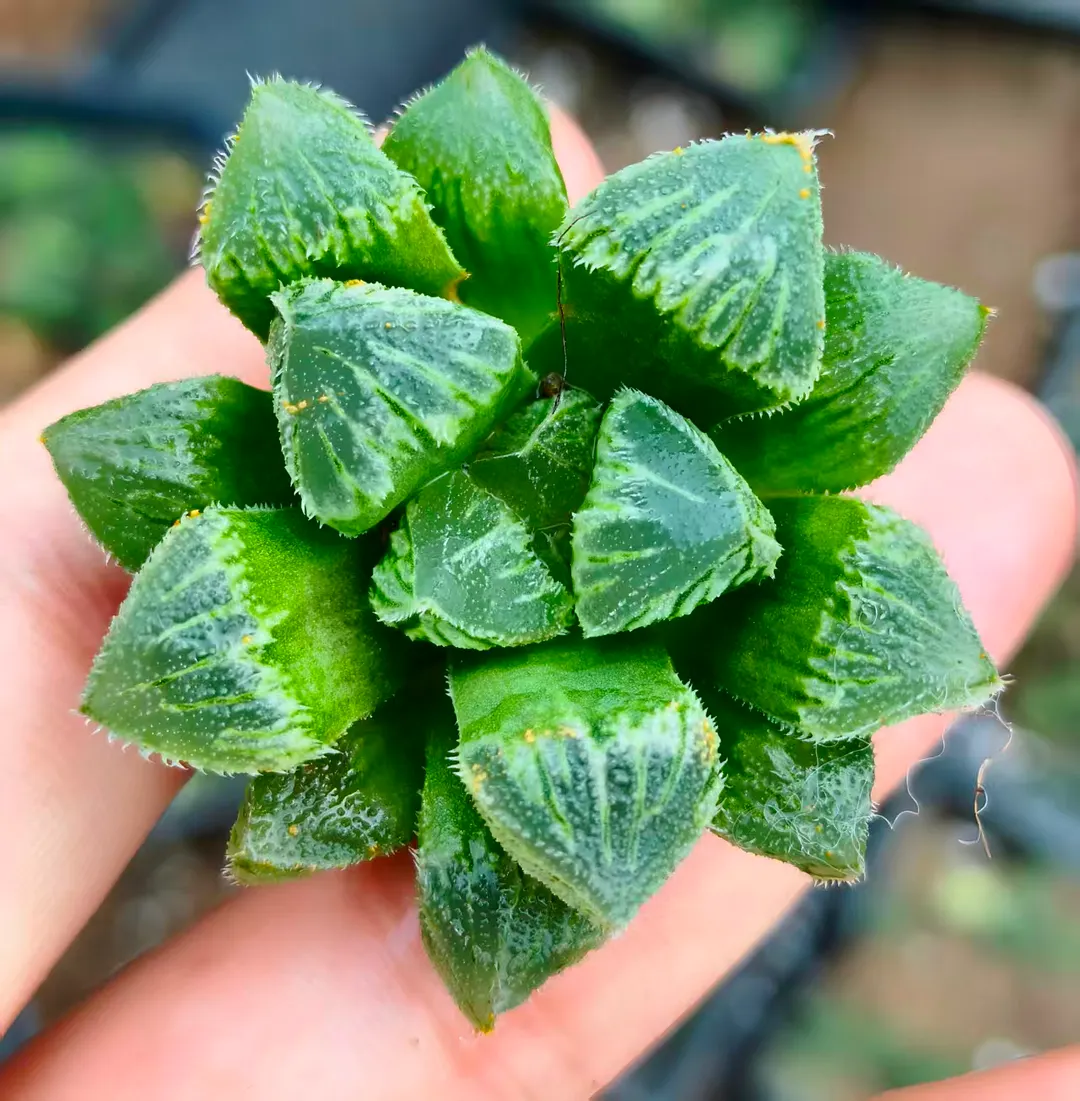 plant Aeonium Echeveria Haworthia  Caudex  Lithops Cactus  Agave 