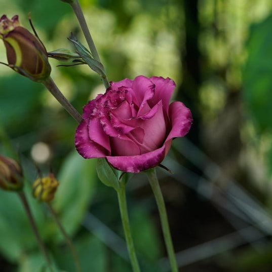 Lisianthus Arosa 3 Wine Flower | X 20 Seeds (NOT TO WA)