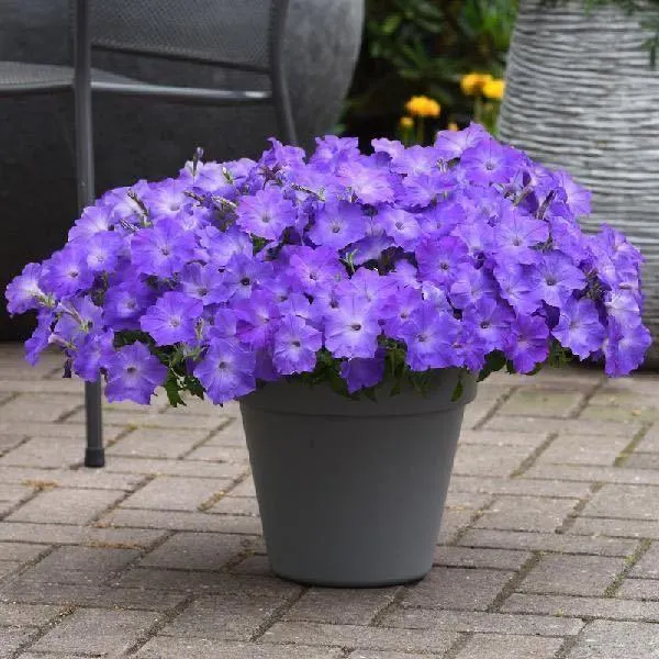 Multi-Colored  Petunia-Chilean Morning Glory Seeds