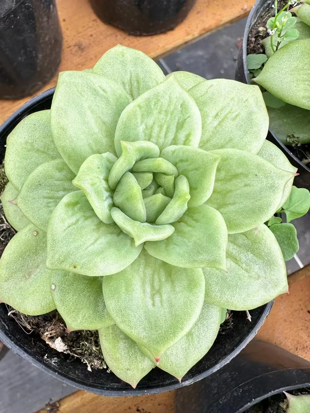 plant Aeonium Echeveria Haworthia  Caudex  Lithops Cactus  Agave 