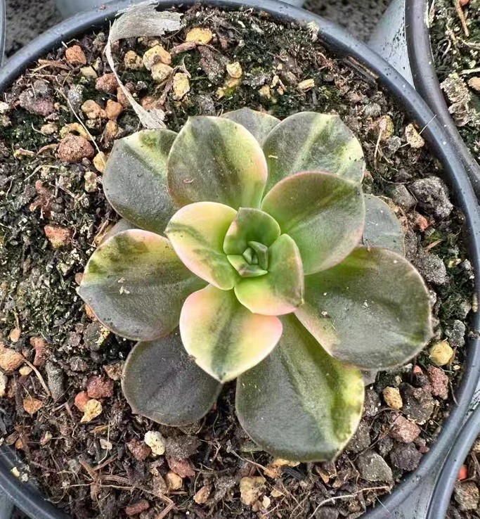 plant Aeonium Echeveria Haworthia  Caudex  Lithops Cactus  Agave 