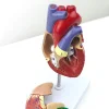 Study Model Educational Model 1:1 Human Heart Anatomical Model, Color Ultrasound Heart, Cardiology, Doctor Gift Aids