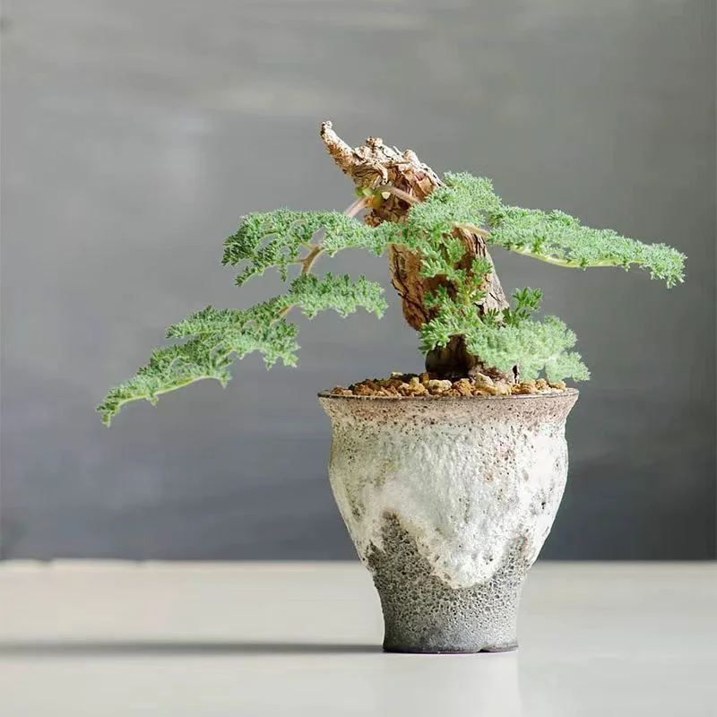 plant Aeonium Echeveria Haworthia  Caudex  Lithops Cactus  Agave 