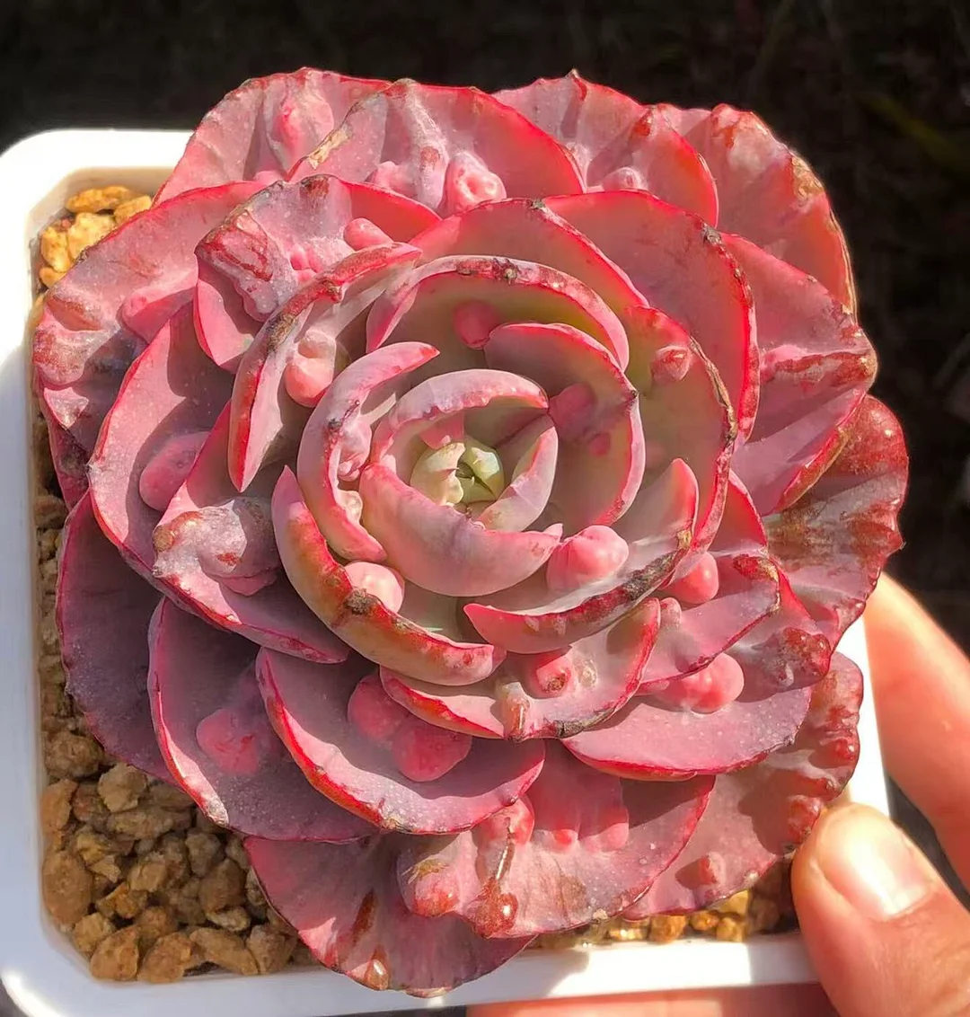 plant Aeonium Echeveria Haworthia  Caudex  Lithops Cactus  Agave 