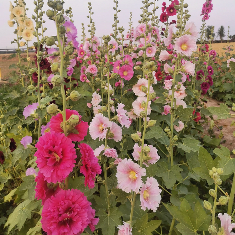Single Flowered Hollyhock Seeds - Mixed Color 
