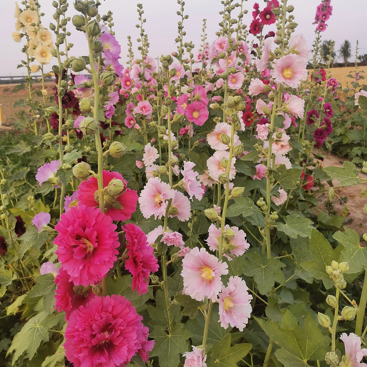 Hollyhock Seeds