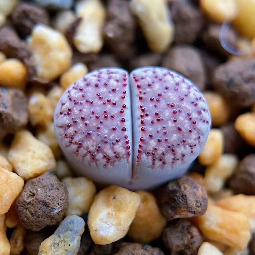 plant Aeonium Echeveria Haworthia  Caudex  Lithops Cactus  Agave 