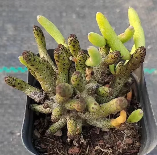 plant Aeonium Echeveria Haworthia  Caudex  Lithops Cactus  Agave 