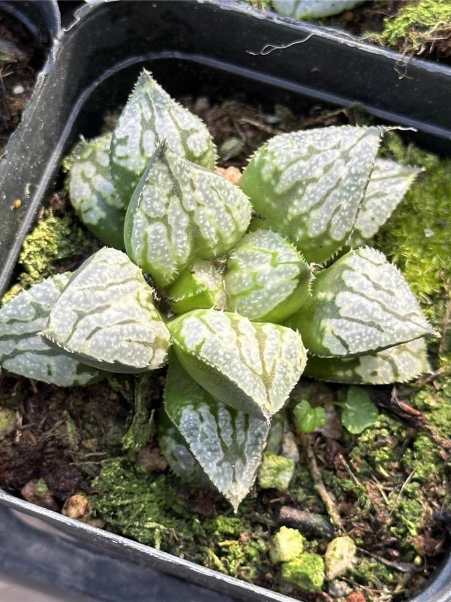 bjbm39.Haworthia Kyounokoi 4-5cm/ Haworthia/ Succulent plants / Garden landscape / Carefully select healthy plants